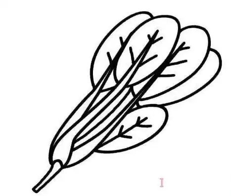 菠菜的简笔画图解