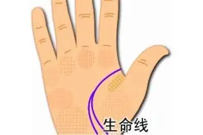 生命线末端分叉为两条的人,中年时期有可能会发生婚变