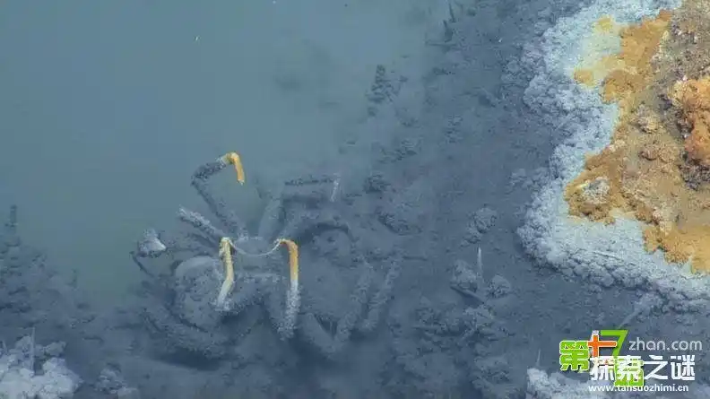 墨西哥湾海底"死亡之池"生物进入必死之谜,地图显示这个圆形的盐卤池