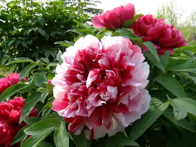 【jpg】娇容三变红牡丹