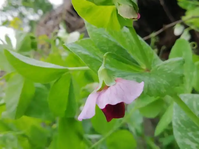 "豌豆开花 - 摄影师153519862364141 - 图虫