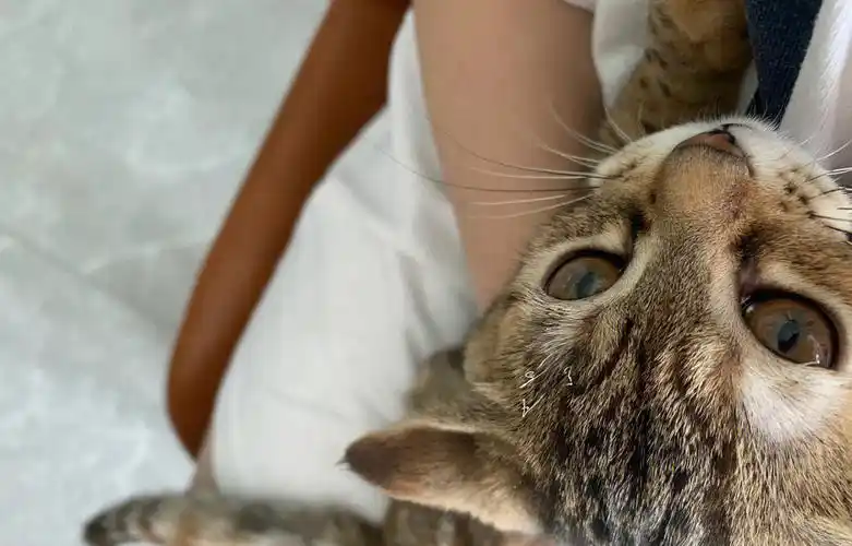 中华狸花猫咬人猫眉毛被烧