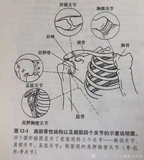 肩关节运动学分析