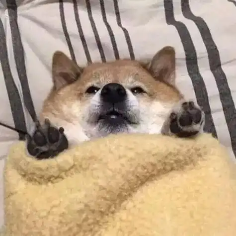 想要憨憨的柴犬头像