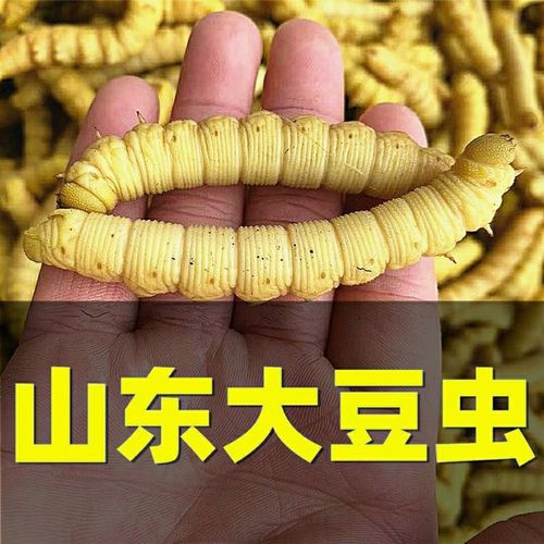 【山东大豆虫】豆虫豆丹活体速冻食用豆青虫豆天蛾真空包装