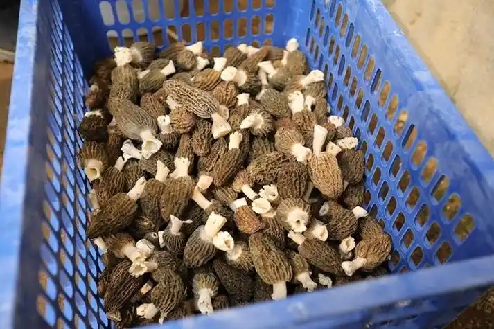 众拍丨抢鲜上市日照羊肚菌撑起乡村振兴致富伞