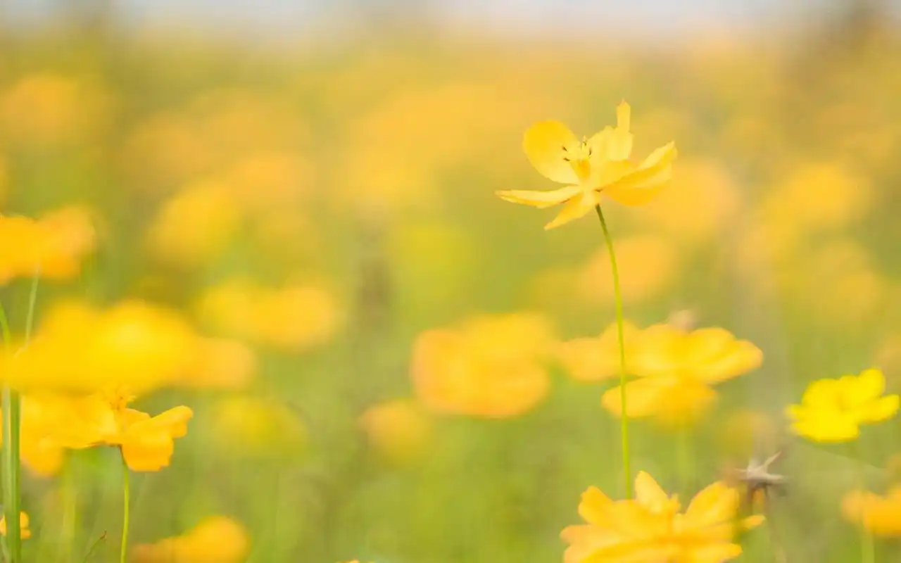 治愈系唯美意境高清桌面壁纸图片~~为你的桌面换上一张干净清新简约的