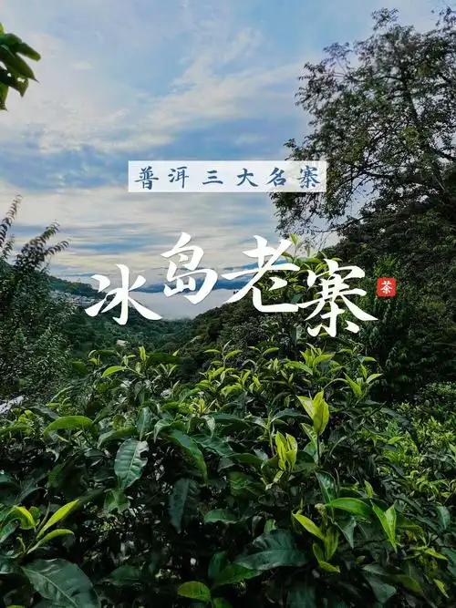 走进普洱茶3大名寨冰岛老寨何以为后