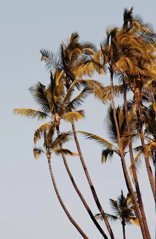 图片大全 植物花卉 笔直的椰子树图片 > 笔直的椰子树图片 第10张