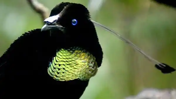 极乐鸟劳氏六线风鸟