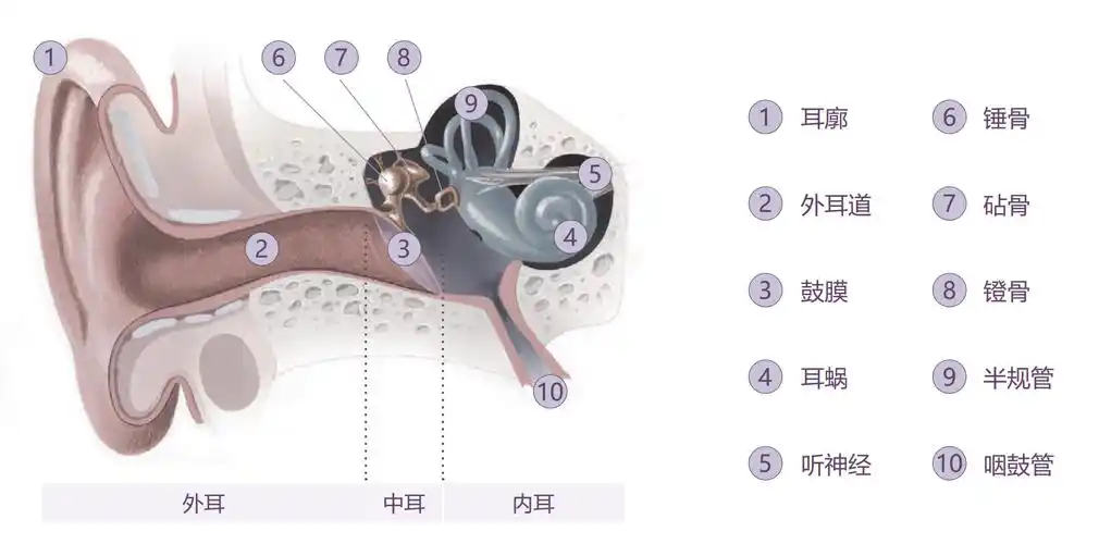 洗澡后乱掏耳朵容易患上外耳炎