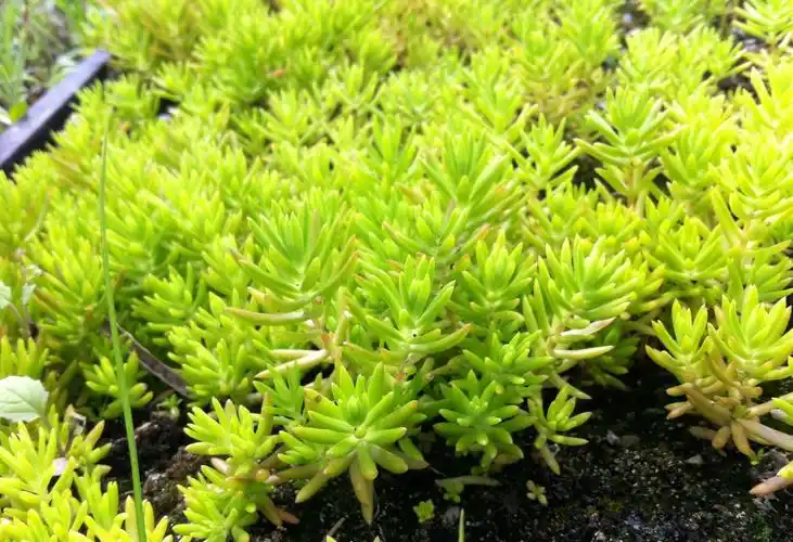 潮流女式t恤polo衫女款个性t恤活动服装定制1