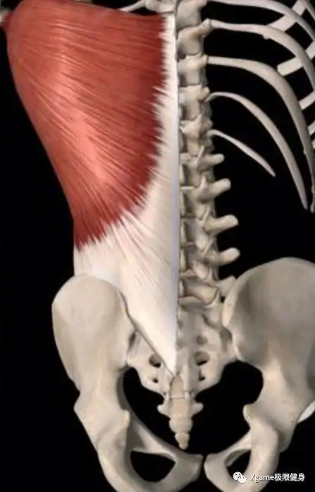 一张图告诉你地表最强背部圣诞树有多酷