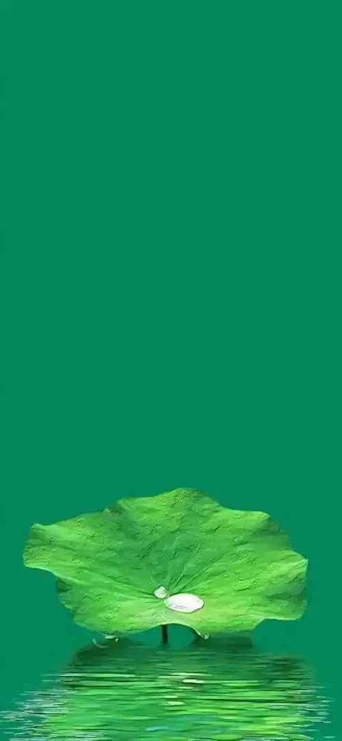 清新绿色护眼荷花壁纸