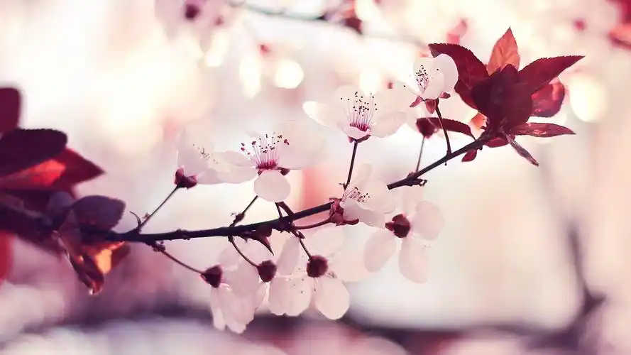 壁纸图片大全 唯美 > 春天树头上的花朵小清新桌面壁纸