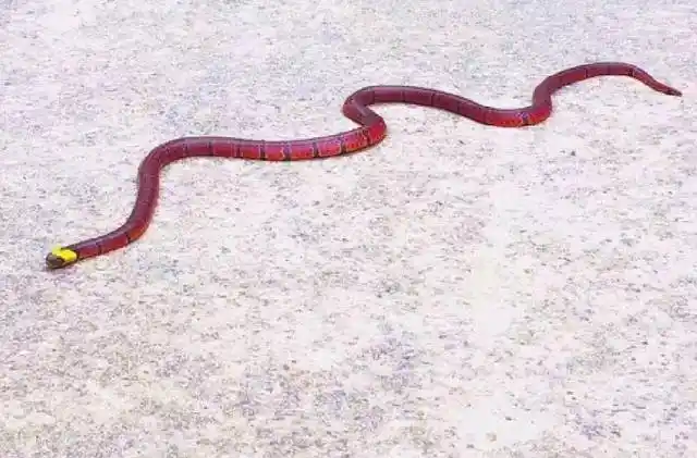 云南盘山公路现罕见蛇 全身通红头带金黄色泽