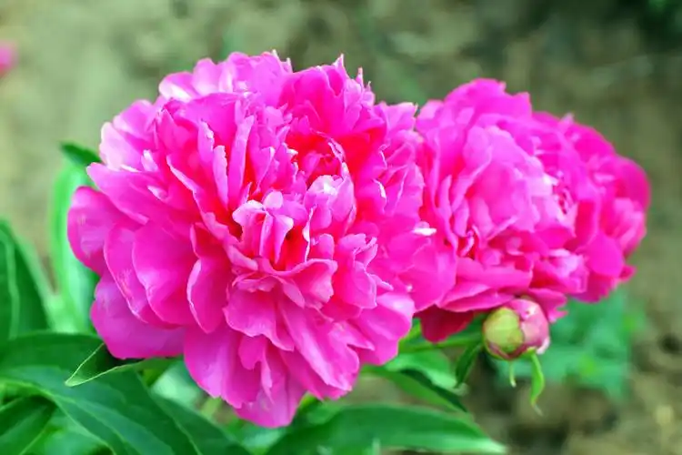 其它 芍药花开 情满塞外 写美篇芍药花开  情满塞外