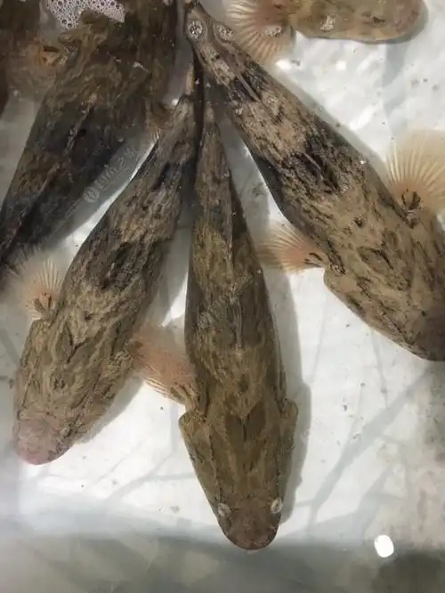 水库解封新品种,笋壳鱼清真很鲜美