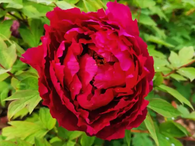 牡丹花开朵朵红(19牡丹朵朵秀之红牡丹集)