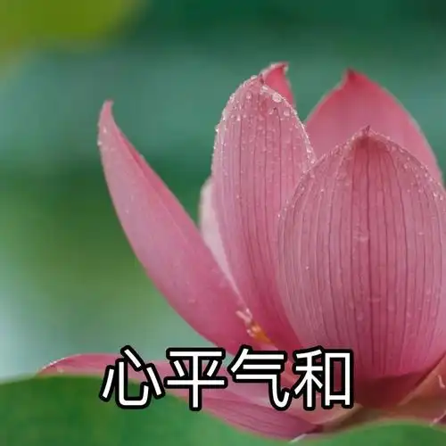 荷花表情包小布这就送大家一套又好玩又好看的或者还会p上"知足常乐""