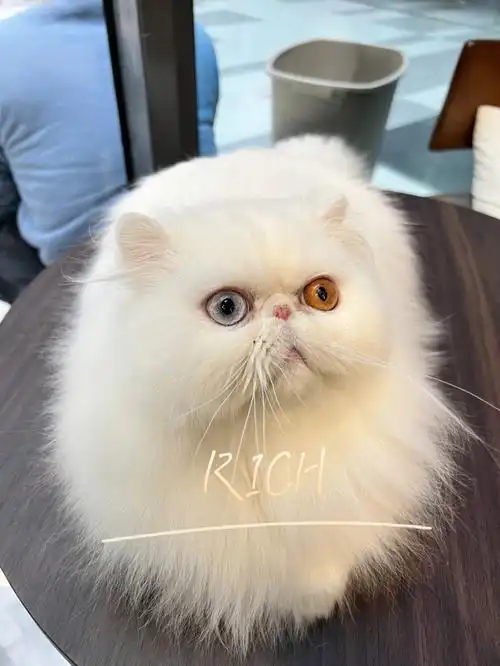 波斯猫,你的眼中有星辰
