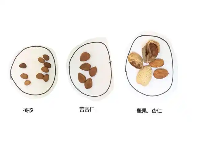 如果你切开一个桃子或杏核(北杏),你会发现你会发