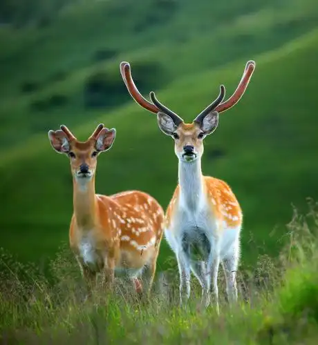 梅花鹿象征意义是什么