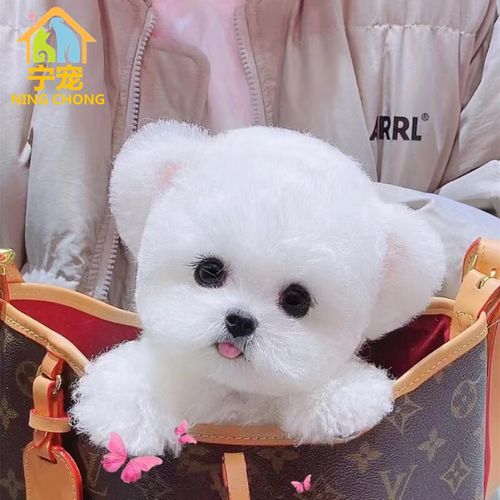宁宠 比熊犬比熊幼犬白色宠物狗狗活体小狗崽活物茶杯犬茶杯狗小型犬