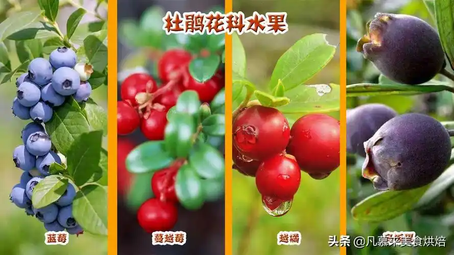 水果大全(水果分类有哪些?