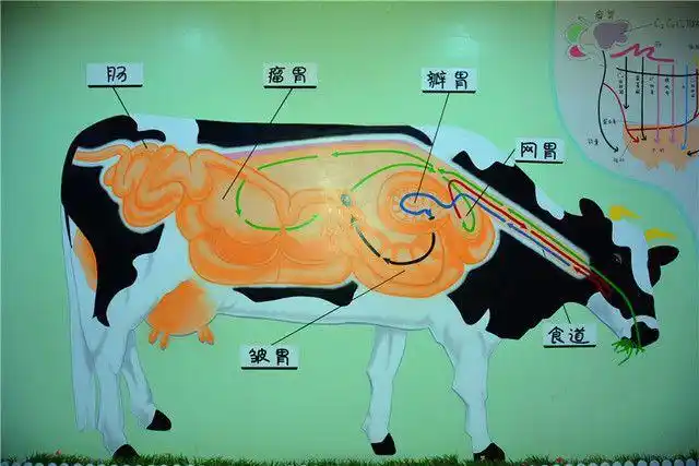 生生牧场研学之爱奶牛好牛,好奶,好风光,生生牧场研学忙.