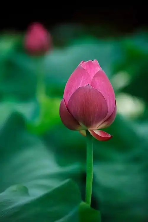 七宝池中菡萏馨一一东林千年莲香醉人