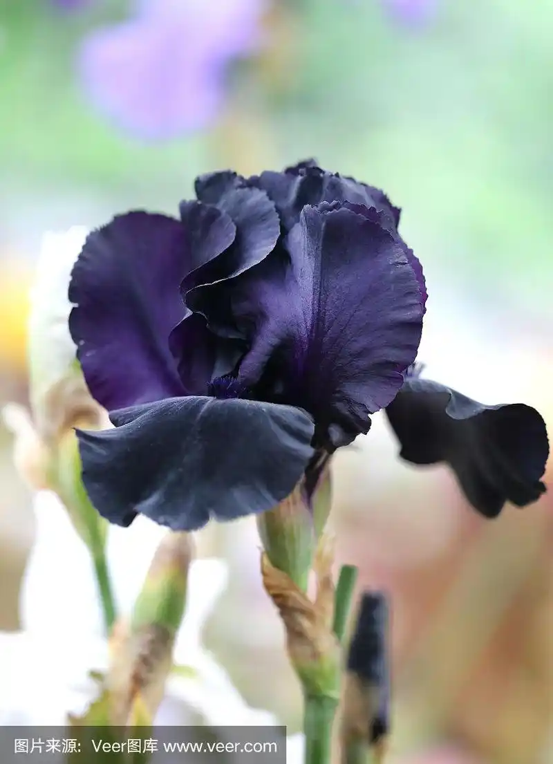 一张美丽的深蓝色蝴蝶花的照片