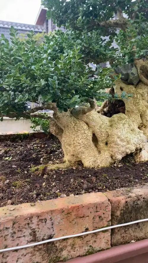 珍珠黄杨大坨坨