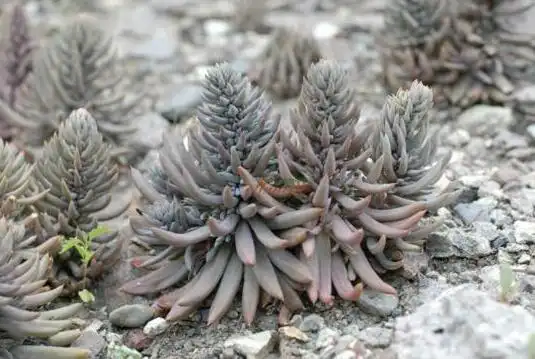 难得一见的瓦楞草长在屋顶形似多肉如今已绝迹