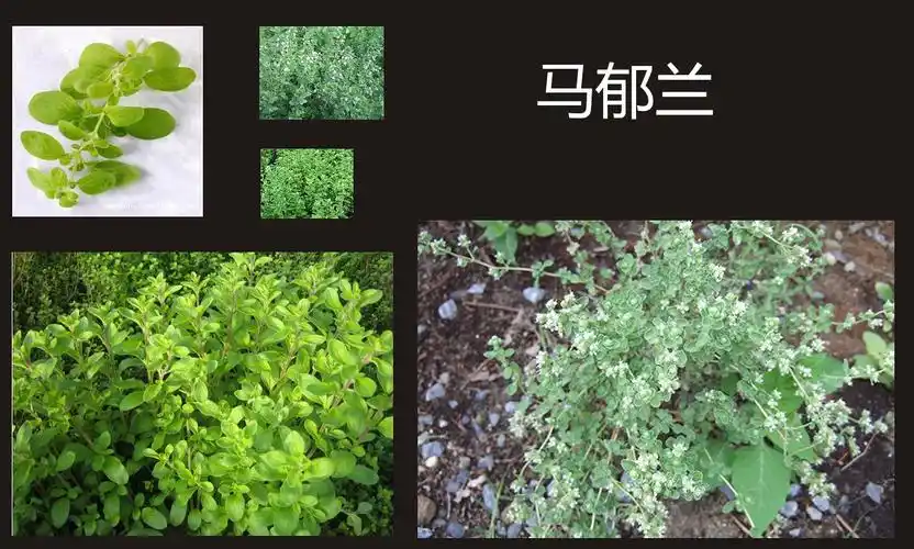 西充的香浓草是什么