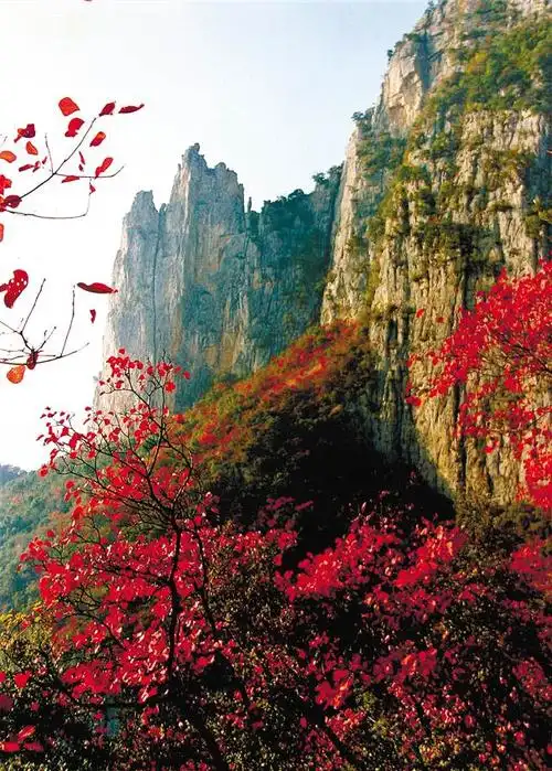 红叶漫山景满城 此去巫山好映像