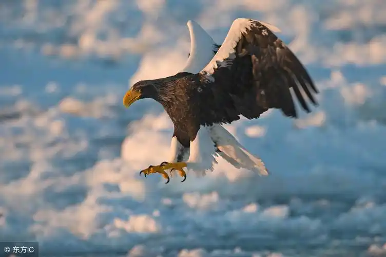 是雄鹰,就要搏击长空,做展翅高飞的英雄