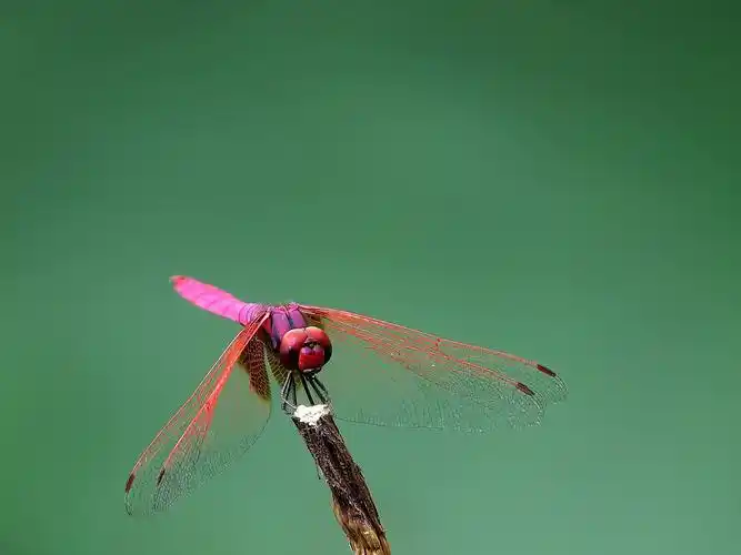 红蜻蜓图片昆虫蜻蜓红蜻蜓
