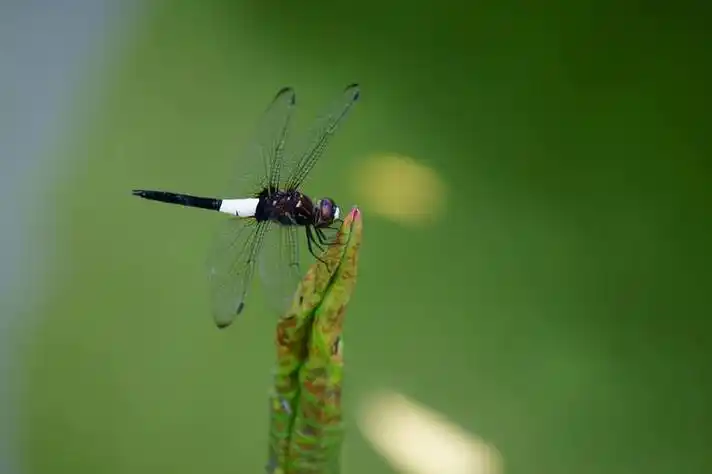 小荷才露尖尖角早有蜻蜓立上头 小草才露尖尖角_查查知识网