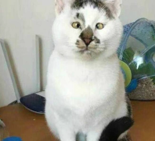 猫界出名的6只丑猫,斗鸡眼算什么,它丑成网红