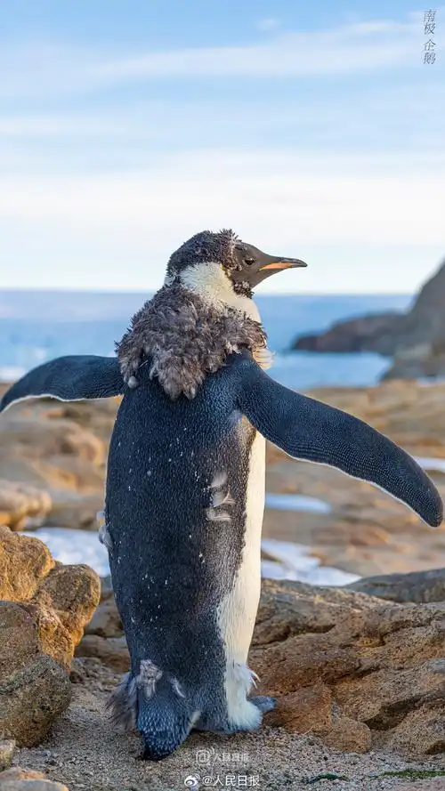 壁纸 动物 海洋动物 桌面 690_1227 竖版 竖屏 手机