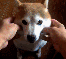 柴犬呆萌挠痒gif动图_动态图_表情包下载_soogif