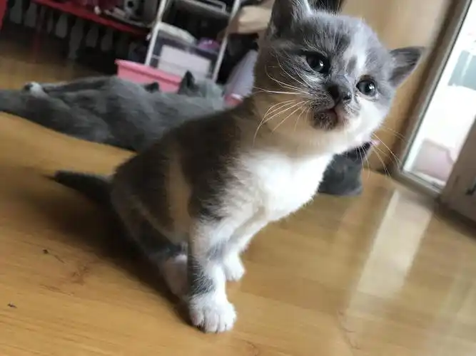 北京英短蓝白 小丑猫妹妹