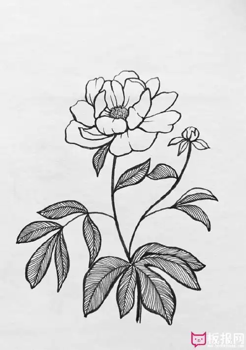 植物简笔画简单手绘