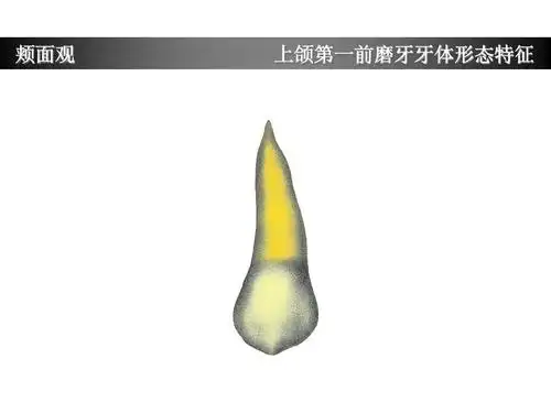 上颌第一前磨牙牙体形态简述ppt