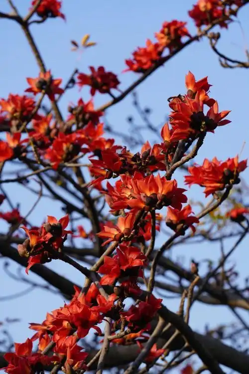 的木棉花  王伟锋/摄一朵朵嫣红的花儿缀满枝头,是万绿丛中跃动的红色
