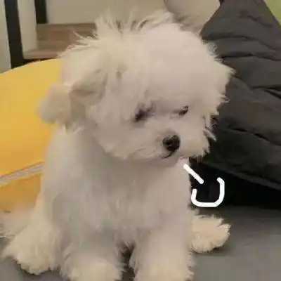 好看的狗狗微信头像,又萌又可爱最适合爱狗狗的你_头像_狗狗_微信