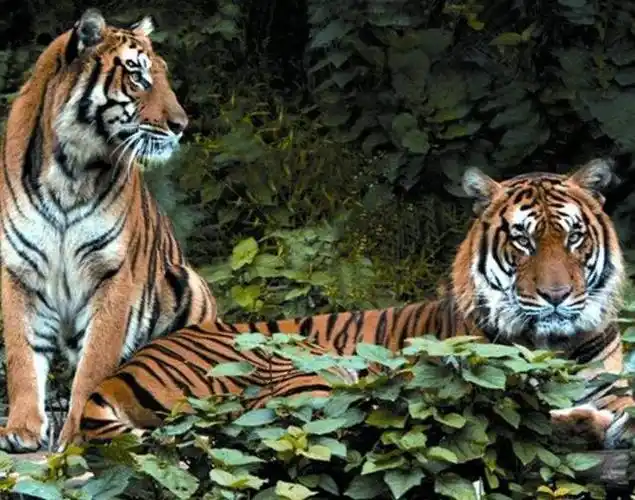 盘点世界最稀少的十大动物