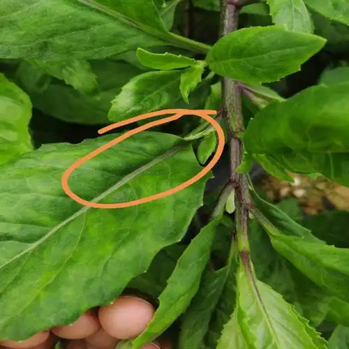 正宗红茎明月金鸡毛草泰国尼基罗草神仙草白凤菜绿植