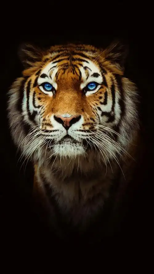 来几张上山虎,下山虎的手机壁纸? - 知乎